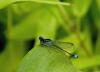 Ischnura elegans
